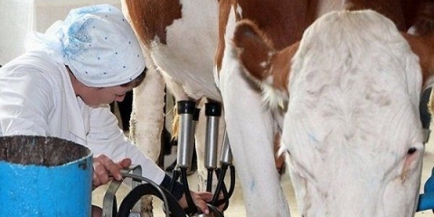 Kako pomuziti kravu mašinom za mužu: priprema i pravila za mužu